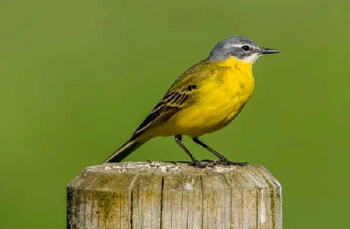 How to Identify Small Yellow Birdss