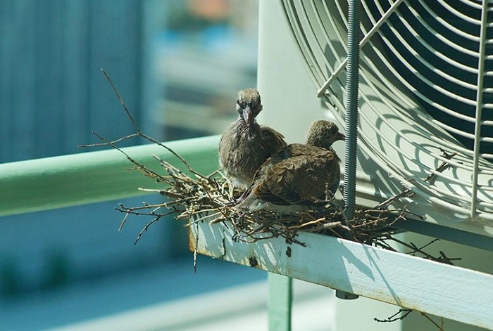 How to Keep Birds Away from Nesting 1