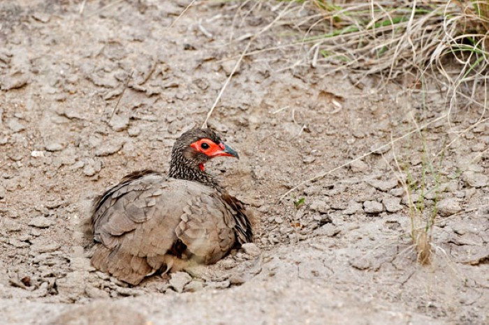 Interesting Facts About Anting Birds