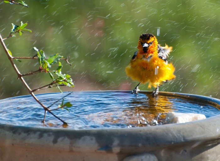 Issues Birds Face in Obtaining Water