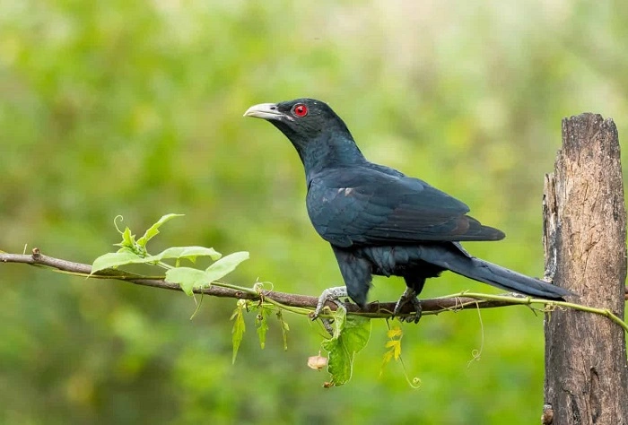 Long Roll Call List of Birds That Start with A 1