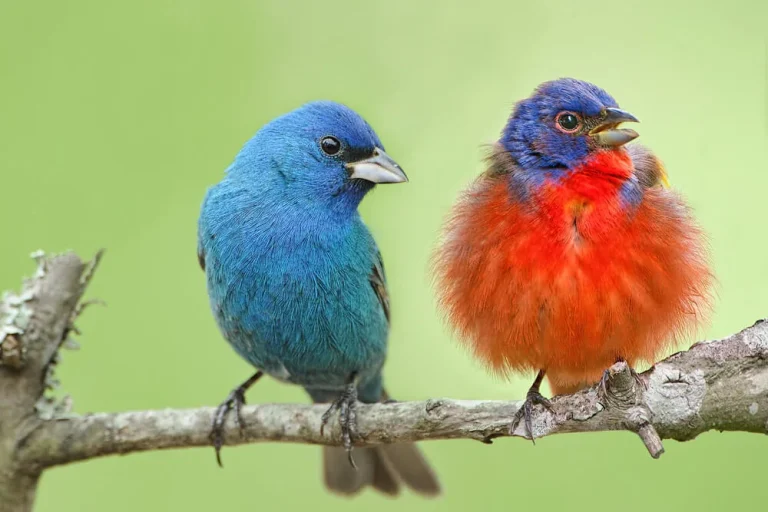 NC Birds: The Complete Guide to North Carolina Avian Wonders NC BirdsThe Complete Guide to North Carolina Avian Wonders