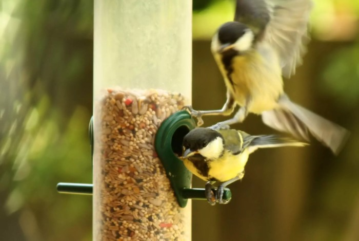 Nutritional Value of Millet to Birds