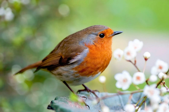 Orange Chested Birds in Culturess