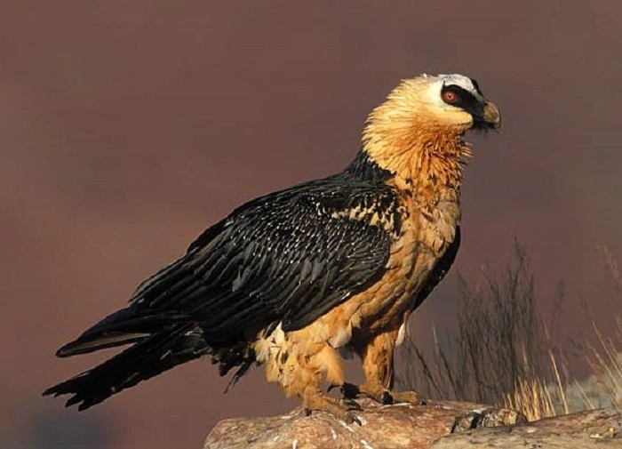 Predator Birds and Prey 1