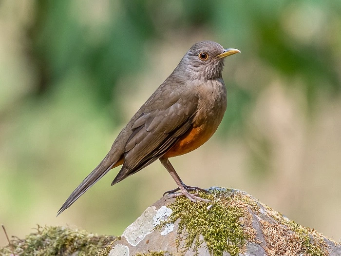 Rufous bellied Thrush