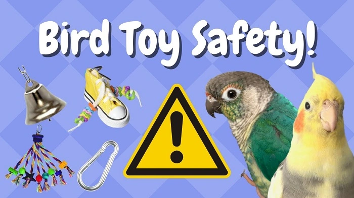 Safe Practices When Buying Birds on Craigslist