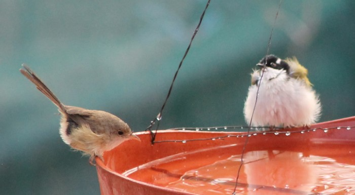 Science of Hydration in Birds