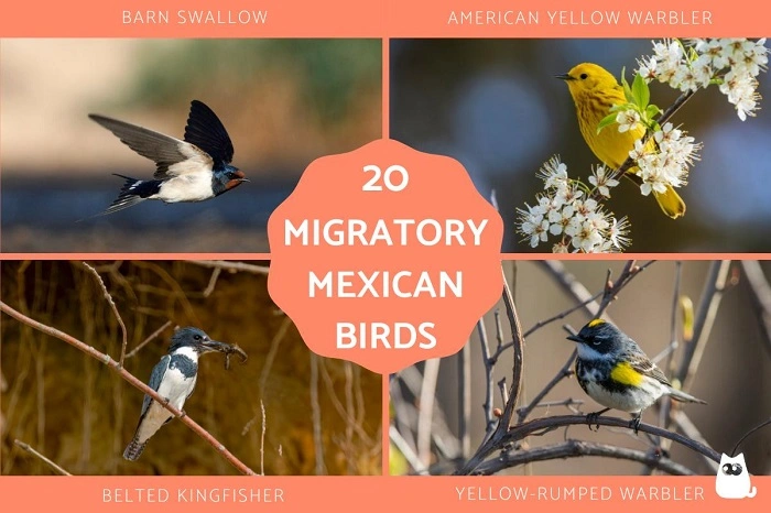 Some Interesting Facts on Mexican Birds 1