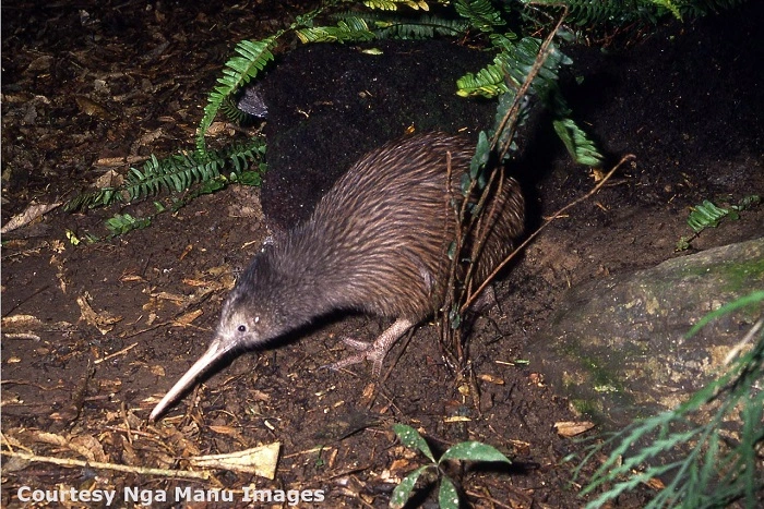 Specialized Adaptations in Bird Reproduction