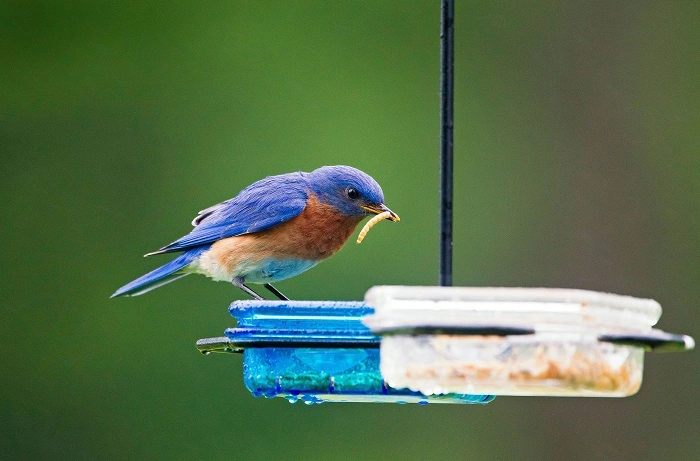 Steps to Spot More Blue Birds 1