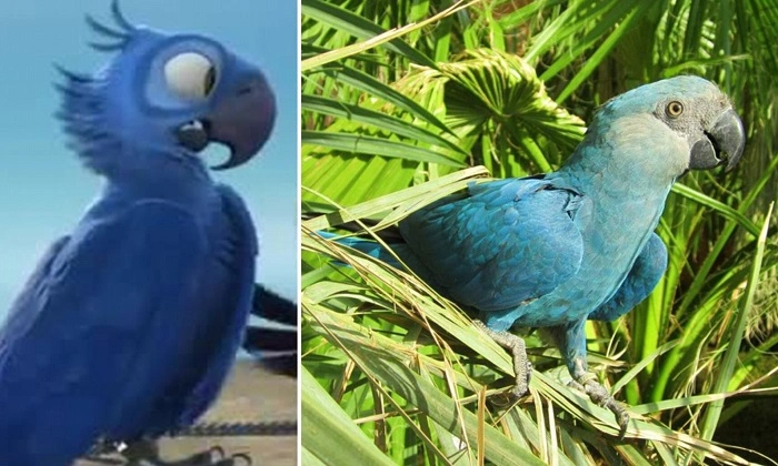Symbolism of Birds in