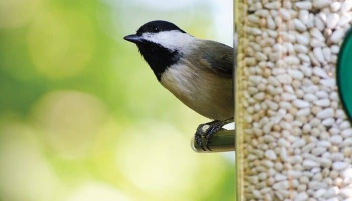 Table Birds That Enjoy Safflower Seed