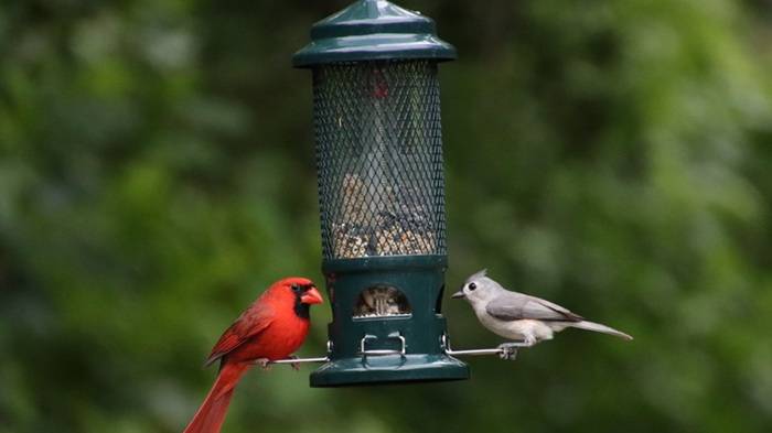Table Popular NC Birds and What They Feed On