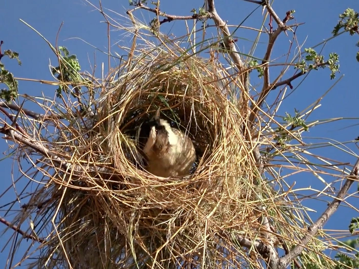 The Chart of Birds and Their Nestsdtert