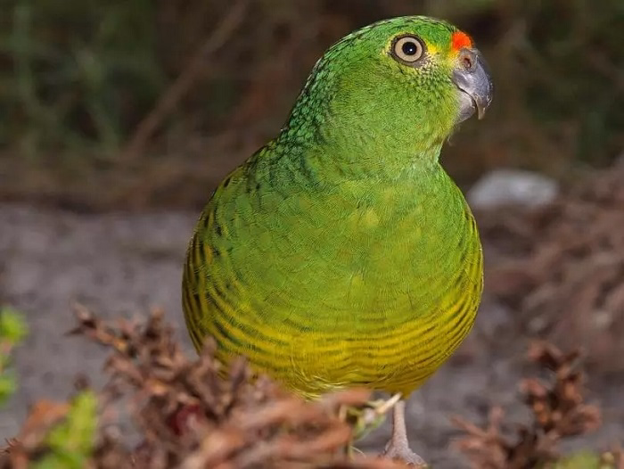 The Story of Brendas Birds
