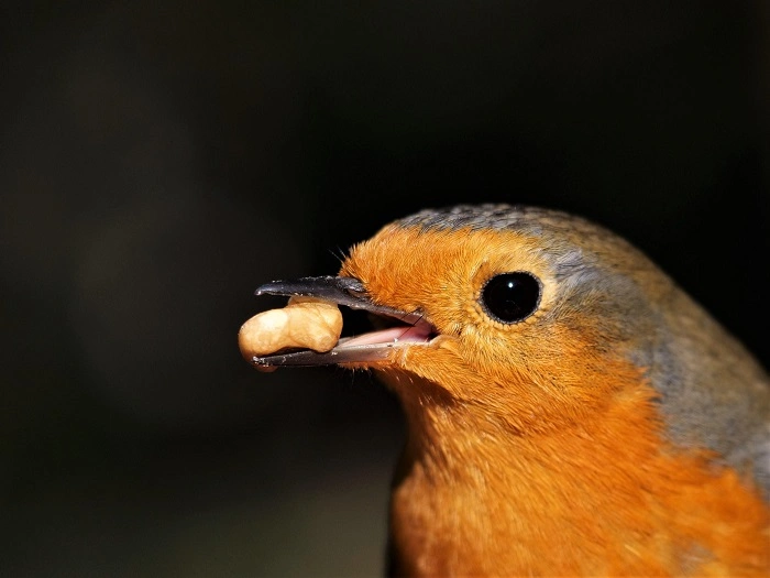 The Symbolism of Birds Eating Walnuts