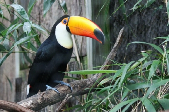 Toucans: Survival Written in Color