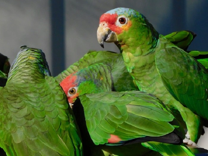 Types of Birds Often Posted on Craigslist