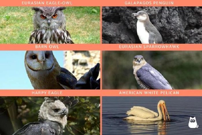 Types of Carnivorous Birds