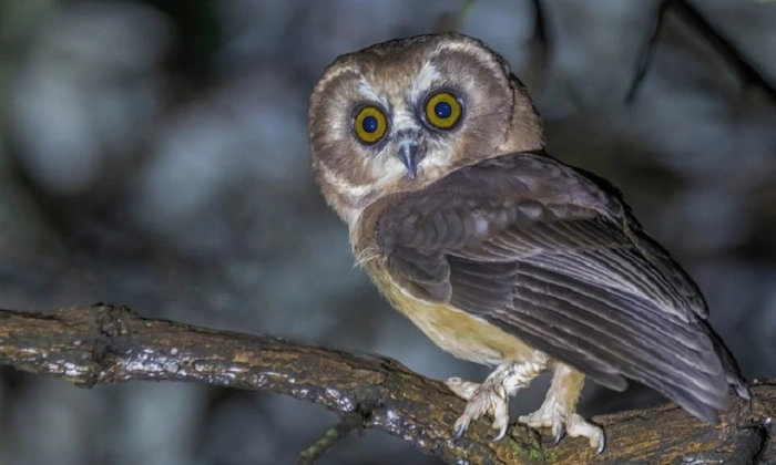 Unspotted Saw-Whet Owl: The Whisper in the Dark
