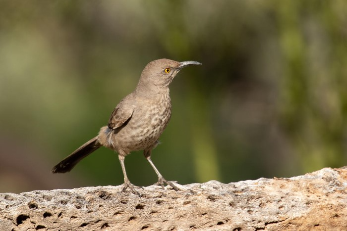 Unusual and Uncommon Arizona Birds