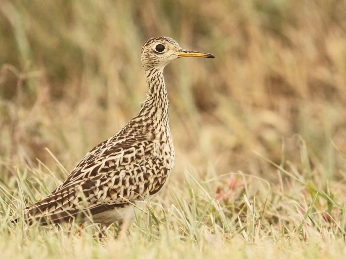 Upland Sandpiper: The Grassland Nomad