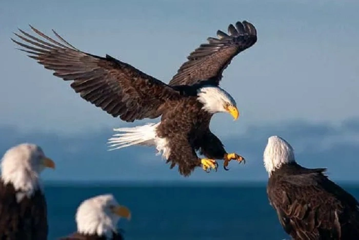 What Are Birds of Prey 1