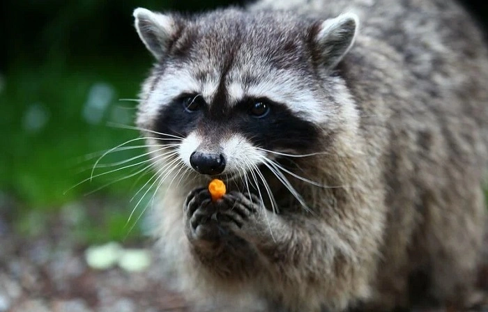What Do Raccoons Eat 1