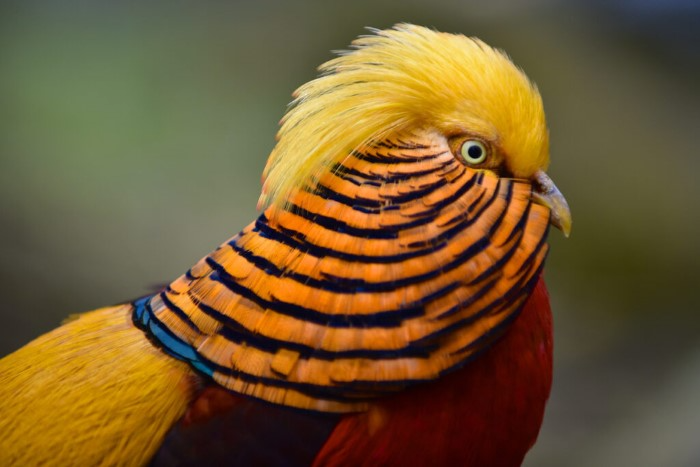 What Is a Bird Mohawk