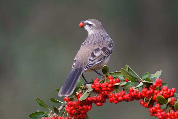 What Makes a Mockingbird Unique