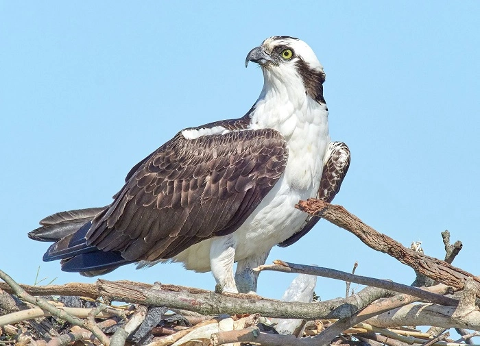 What Makes a Predator Bird