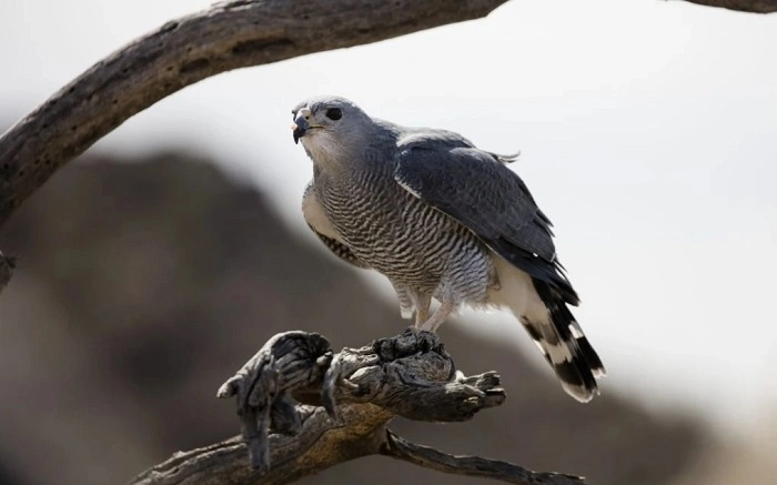 Where to See Birds of Prey in Texas 1