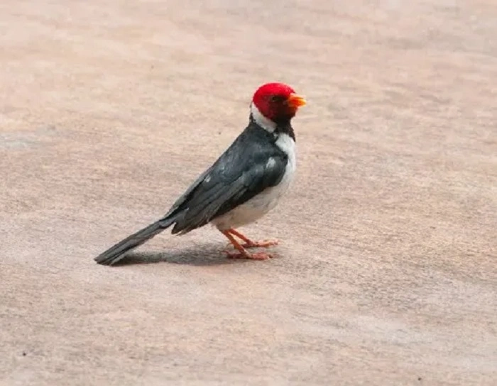 Where to Watch Birds on Kauaifsf