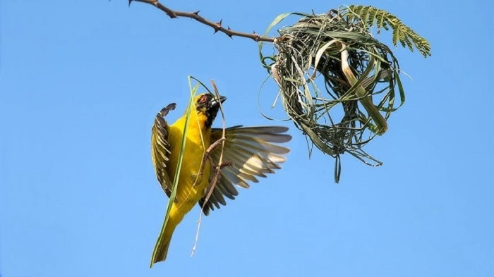 Why Birds Build Nestsdgery