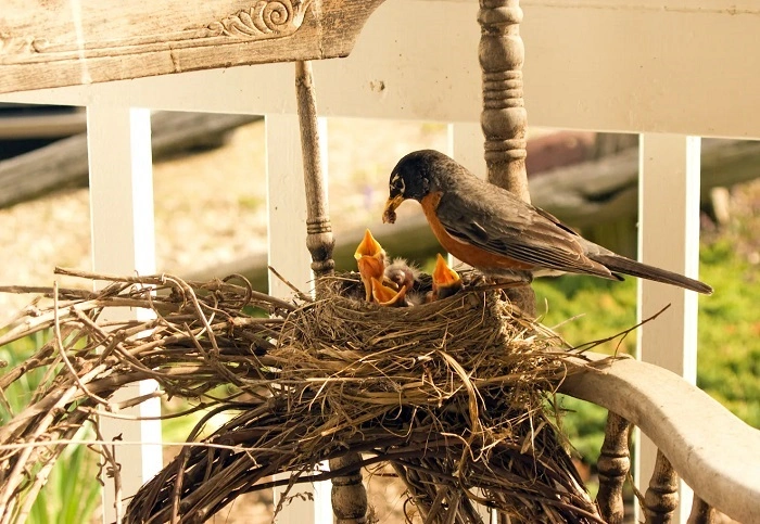 Why Birds Nest Near Houses 1