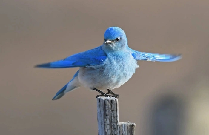 Why Blue Birds Are Special 1