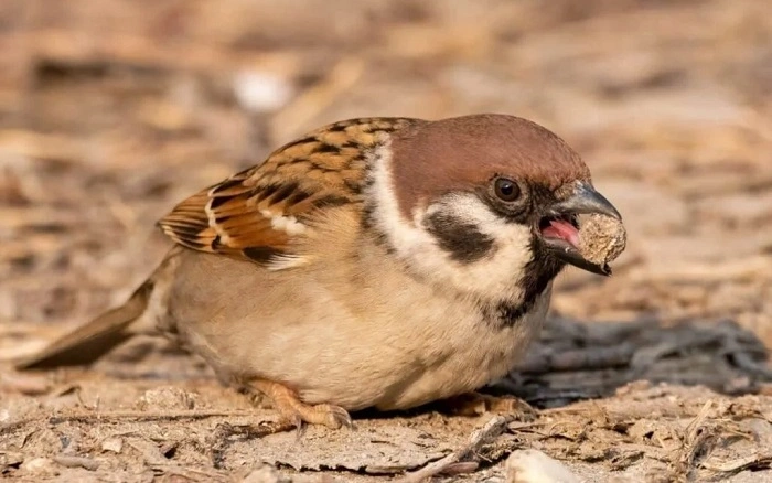 Why Do Birds Eat Rocks 1