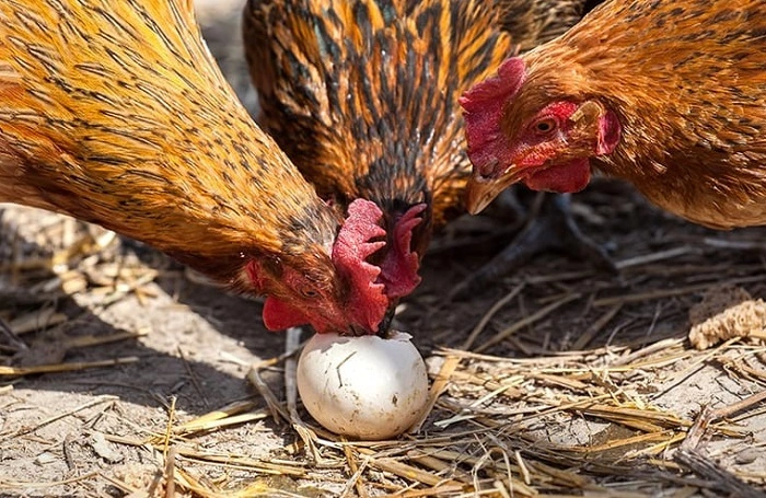 Why Do Chickens Eat Their Own Eggs 1