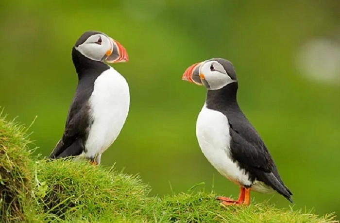 Why Focus on Birds That Start with P 1