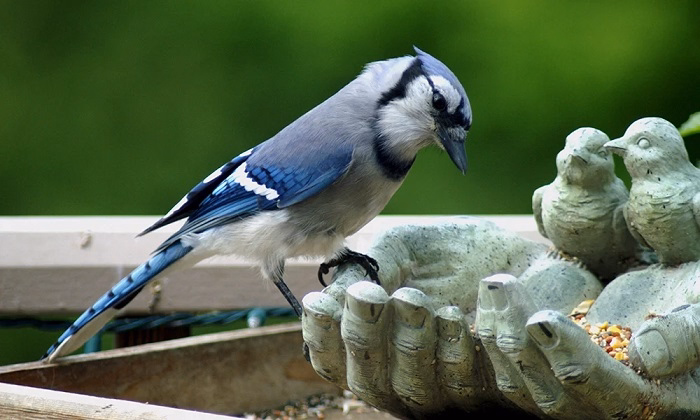 Why Its Important for Birders