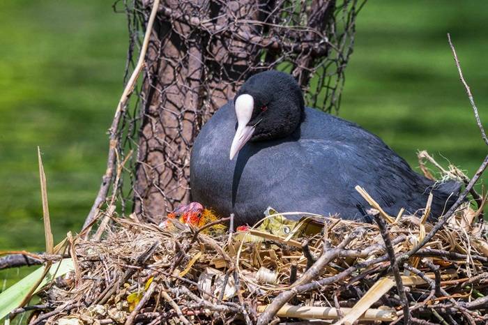 Why Most Birds Dont Reuse Nests