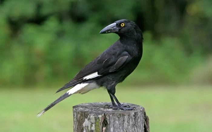 Why So Many Birds Look Like Crowsss