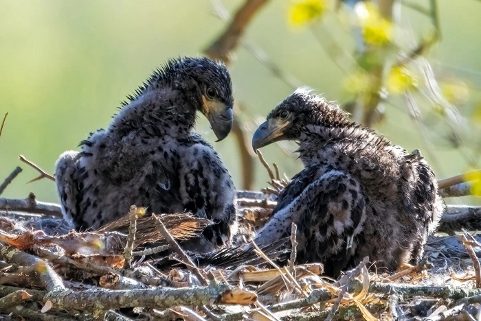 Why Some Birds Look Ugly