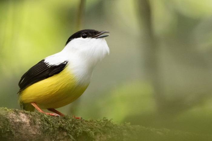 Why Take a Tour of Birds by Alphabet