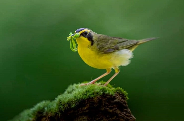 Why to Focus on Birds Whose Names Start with K 1
