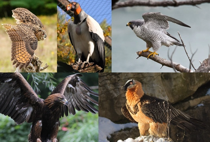 Are Birds Carnivores? The Ultimate Guide to Meat-Eating Birds are birds carnivores