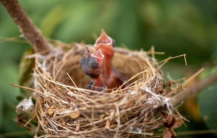 birds in a nest 3