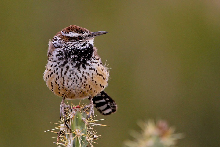 Birds of Arizona: An Ultimate Guide to Desert and Mountain Birds birds in arizona
