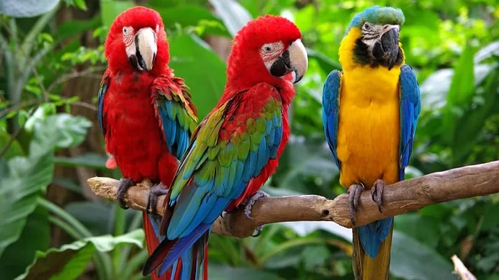 Bring the Jungle to Life: The Wings That Bring the Jungle to Life birds in the amazon rainforest